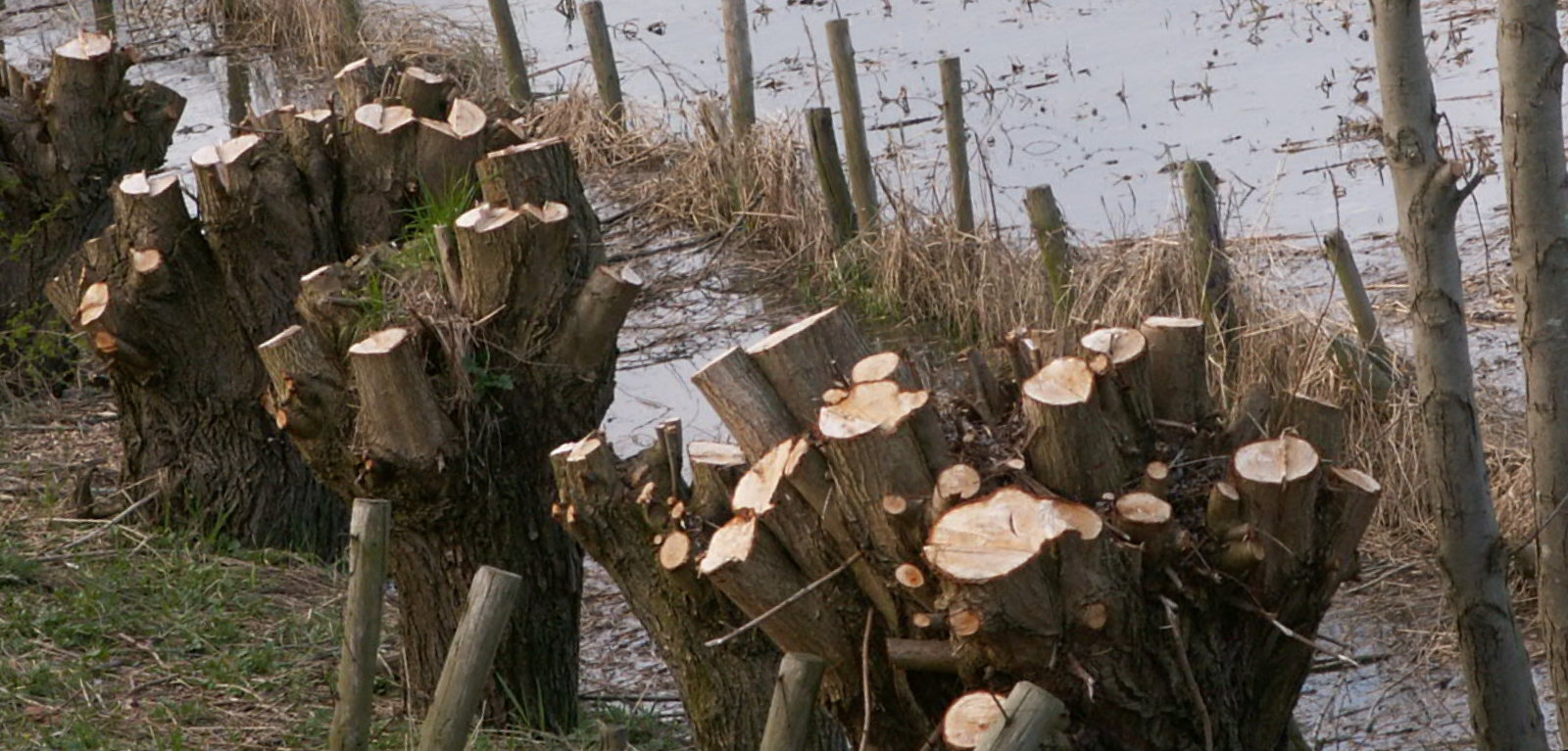 Structuren in de natuur